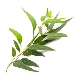 balipura eucalyptus oil