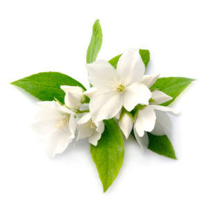 balipura jasmine oil