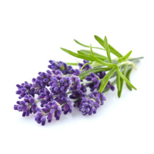 balipura lavender oil