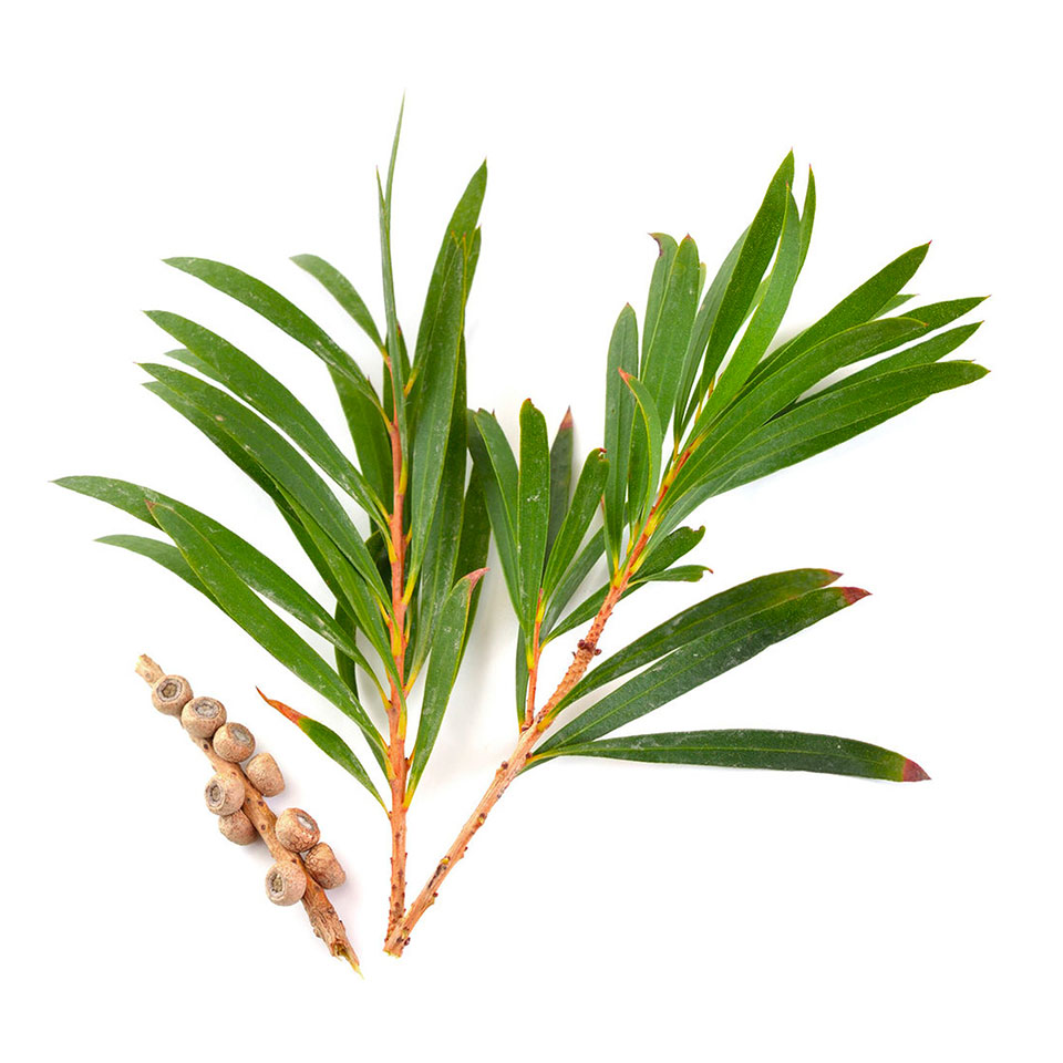 balipura tea tree oil